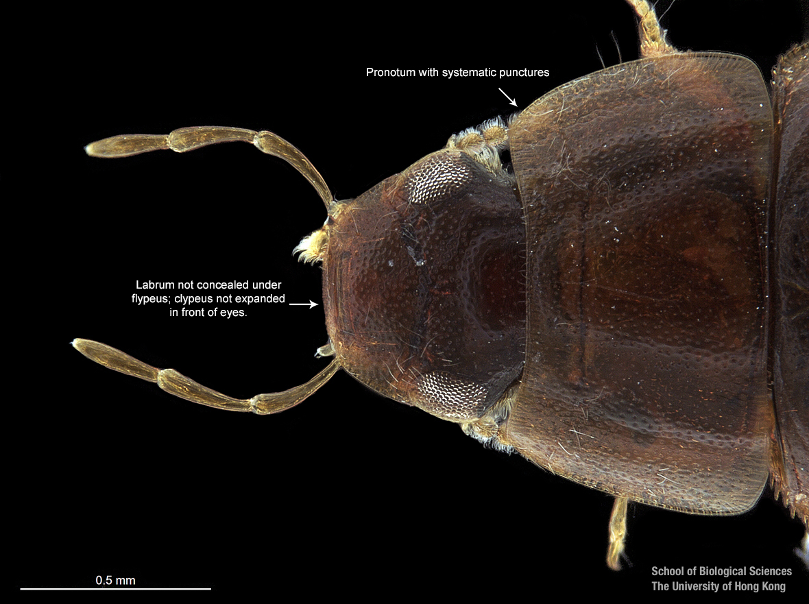 Cranium and pronotum (dorsal view)